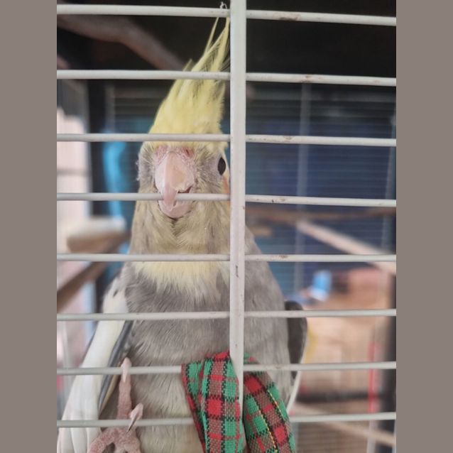 Photo of Buddy