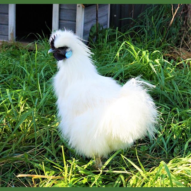 Photo of Cotton