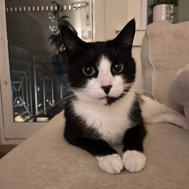 Photo of Loki