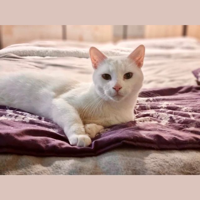 Photo of Angel