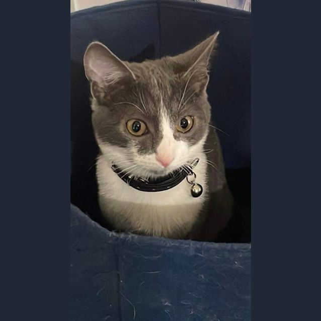 Photo of Bruiser (Black Collar)