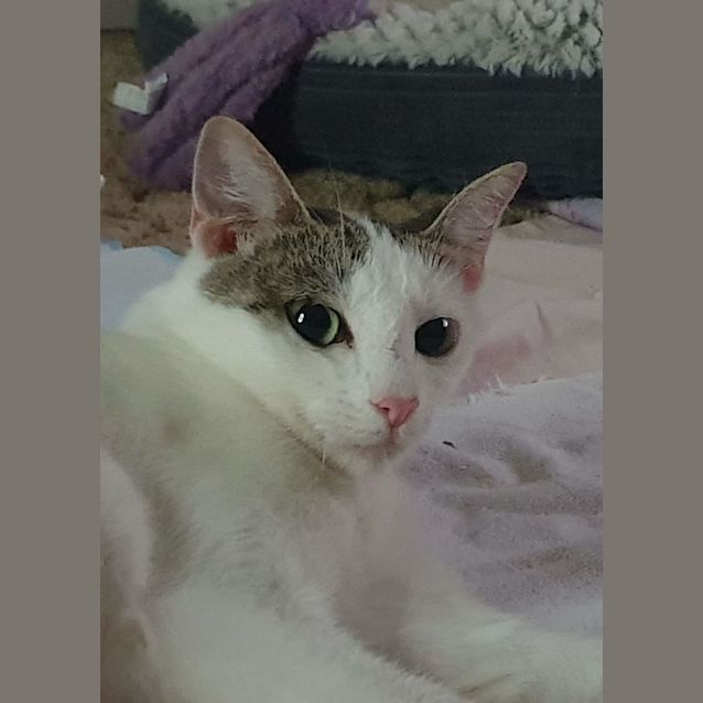 Photo of Lilly Pilly 😻