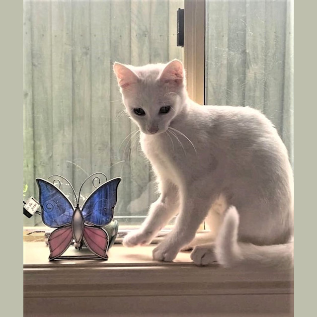 Photo of Rhapsody ^^Dandy Cat Rescue^^