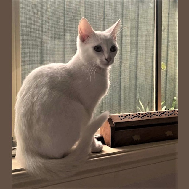 Photo of Rhapsody ^^Dandy Cat Rescue^^