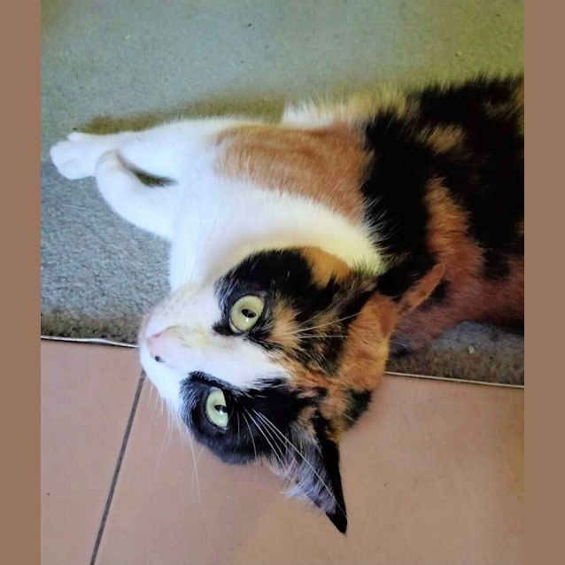Photo of Picassa