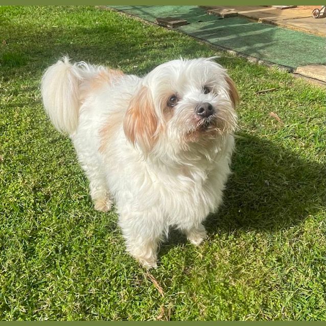 Charlie Pants - Small Male Maltese x Jack Russell Terrier Mix Dog