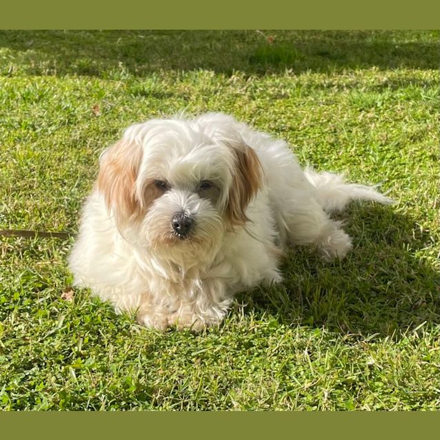 Charlie Pants - Small Male Maltese x Jack Russell Terrier Mix Dog