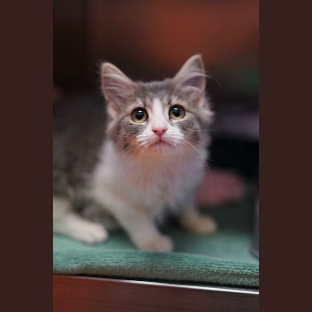 Photo of Tulip