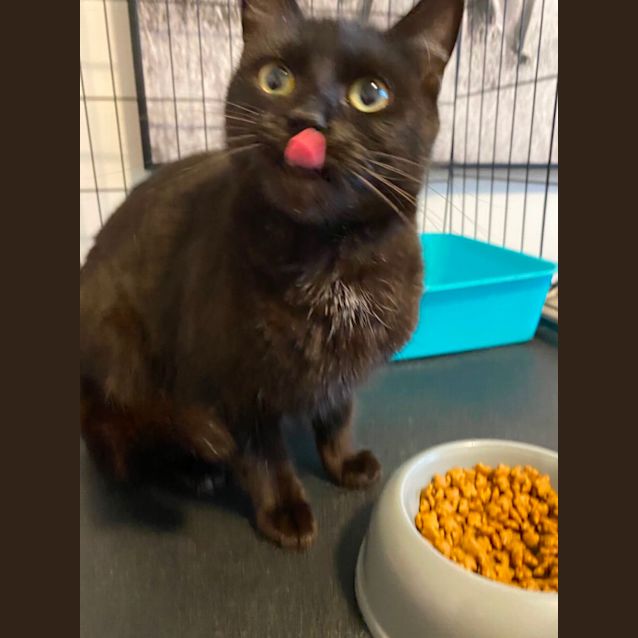 Photo of Chai 