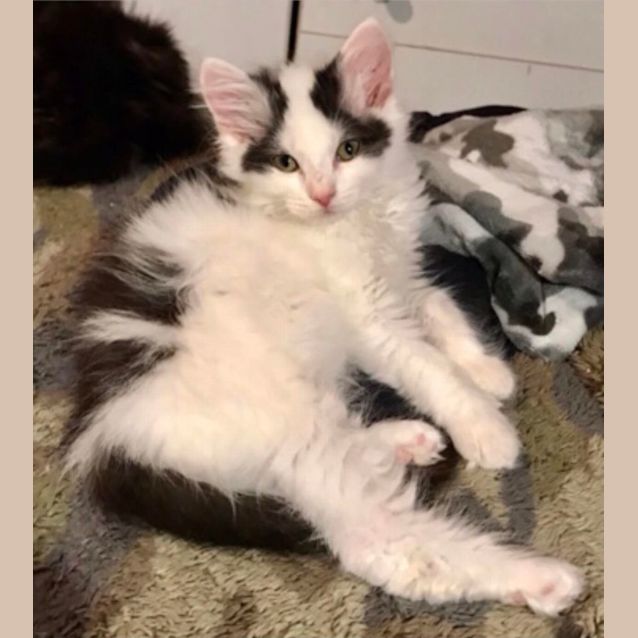 Photo of Pepe Le’ Snuggles