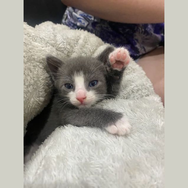 Photo of Cinder(ella)