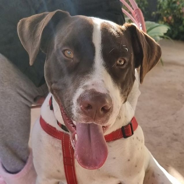 Photo of Biscuit