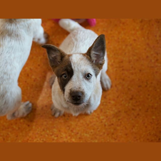 Photo of Dora