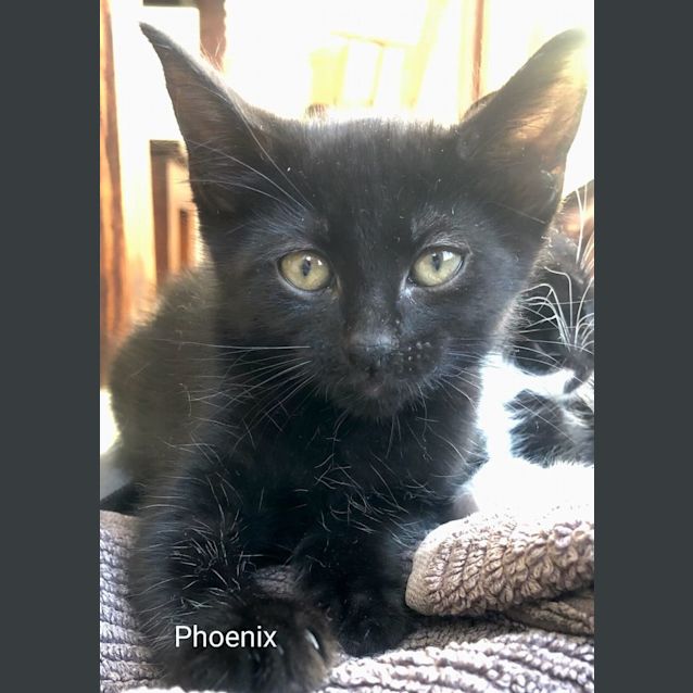 Photo of Phoenix