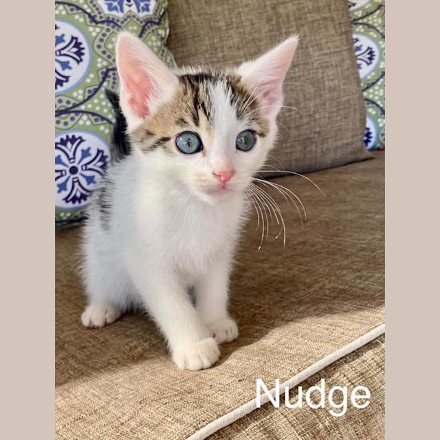 Photo of Nudge
