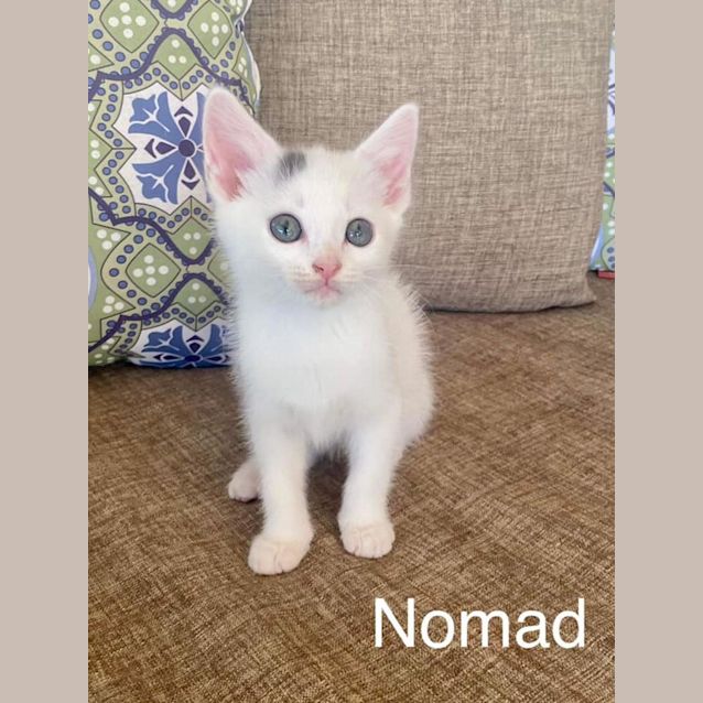 Photo of Nomad