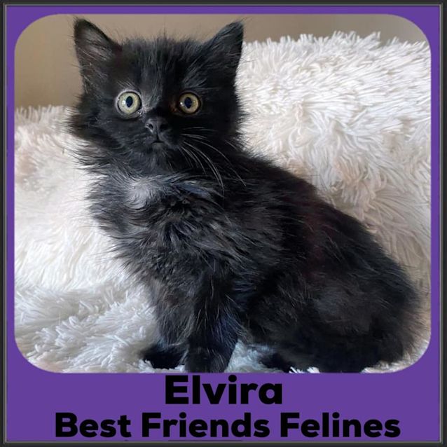 Photo of Elvira 