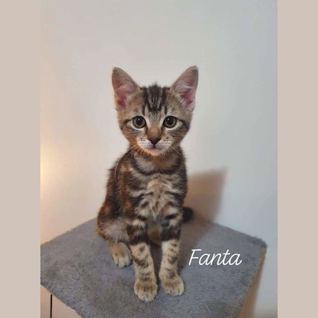 Photo of Fanta