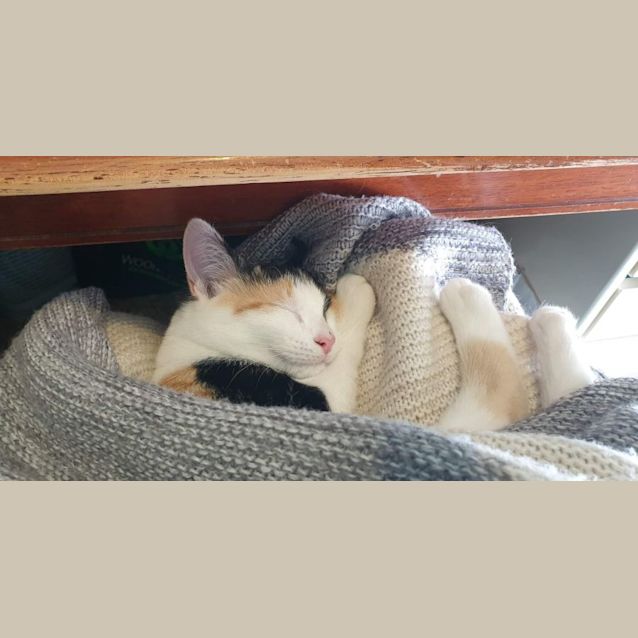 Photo of Wyllow ❣️