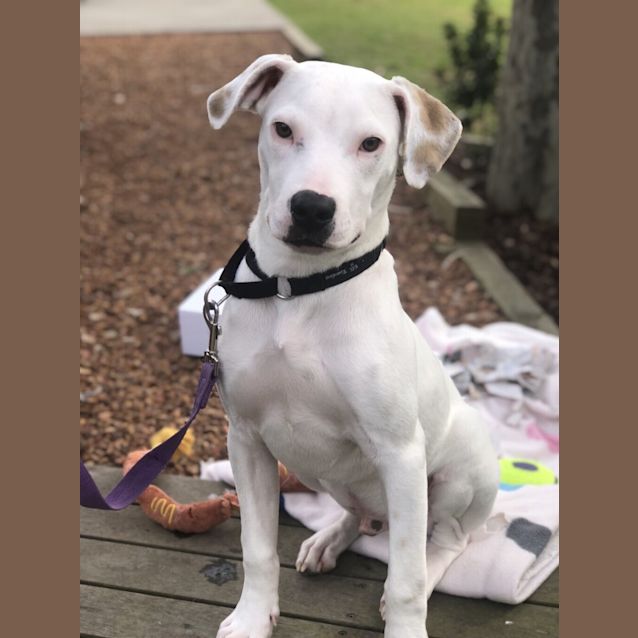 Photo of Bibble