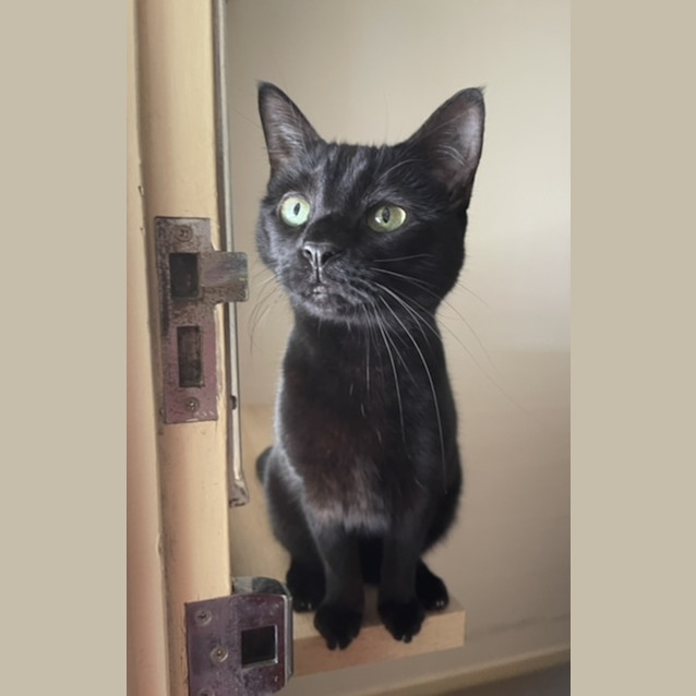 Photo of Midnight