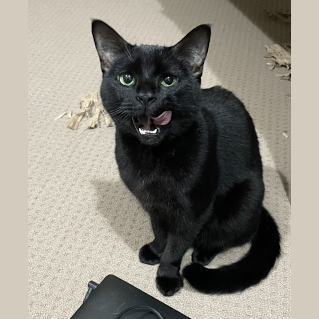 Photo of Midnight
