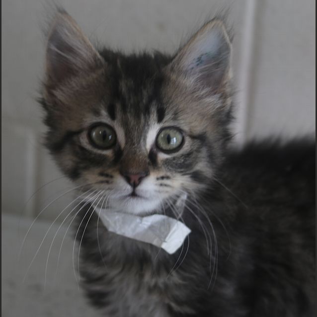 Photo of Harvey