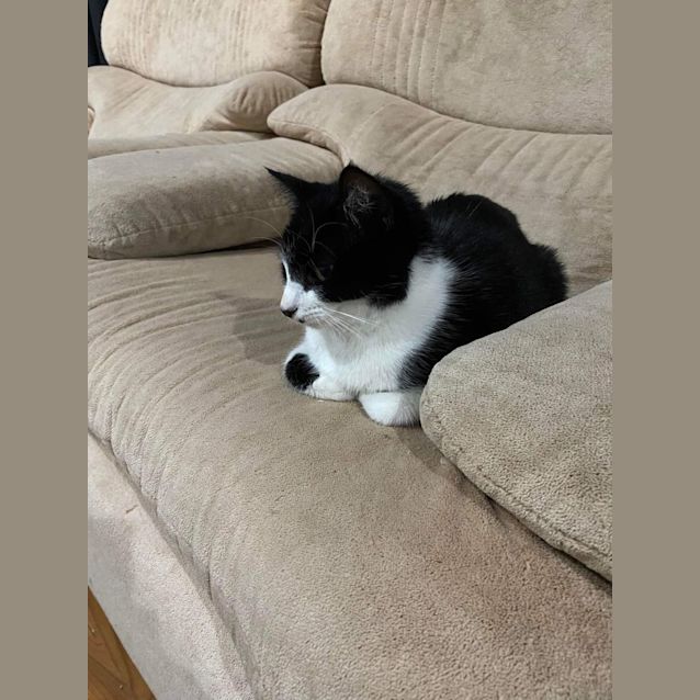 Photo of 🍉Watermelon 🍉