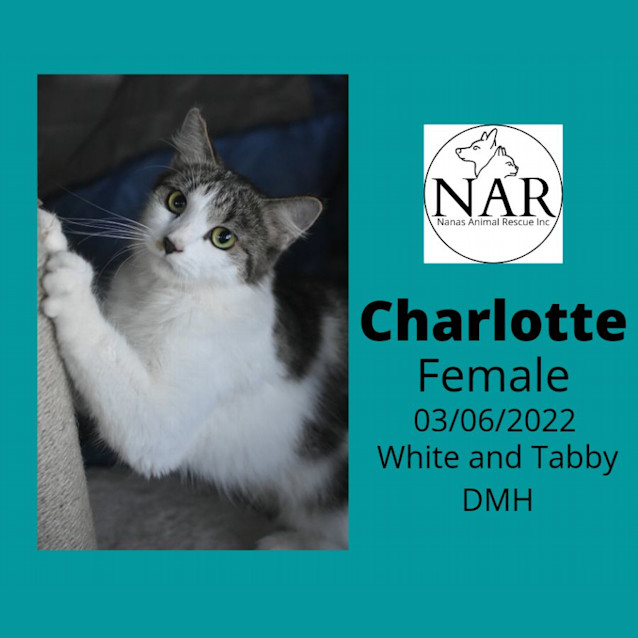 Photo of Charlotte 