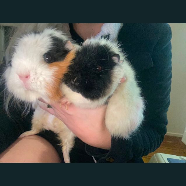 Photo of Beetrix , Betsy & Nancy