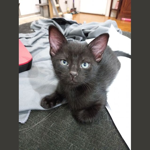 Photo of Monterey Jack (Monty)