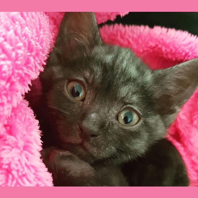 Photo of Dexter & Marley 