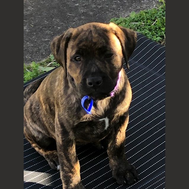 Photo of Cali ~ Staffy X Labrador(on Trial 10/7/22)