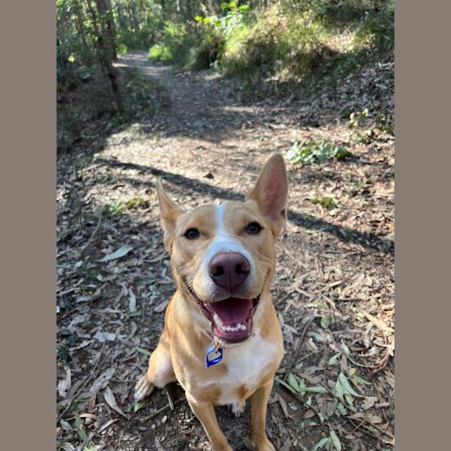 Photo of Regina ~ 11mo Kelpie(on Trial 17/7/22)