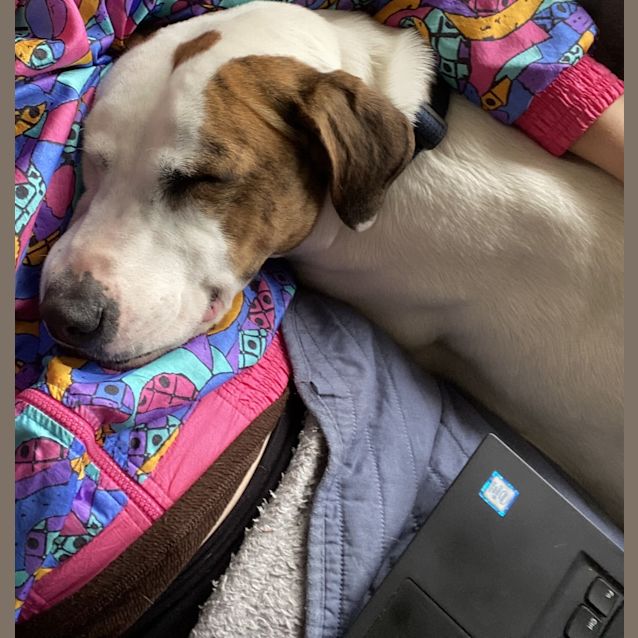 Photo of Spot
