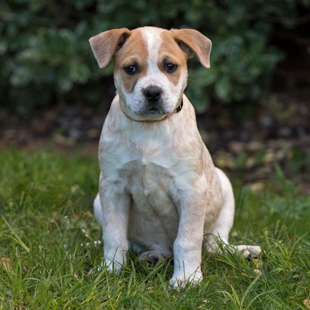 Photo of Boomer