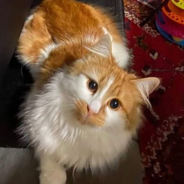 Photo of Romeo   Located In Brunswick East