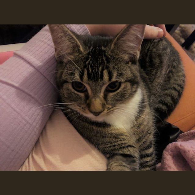 Photo of Boots Kitten