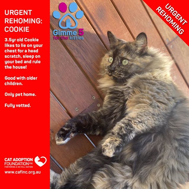 Photo of Cookie