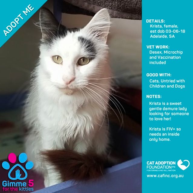 Photo of Krista $0 Adoption Fee!