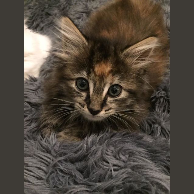 Photo of Henrietta ^^Dandy Cat Rescue^^