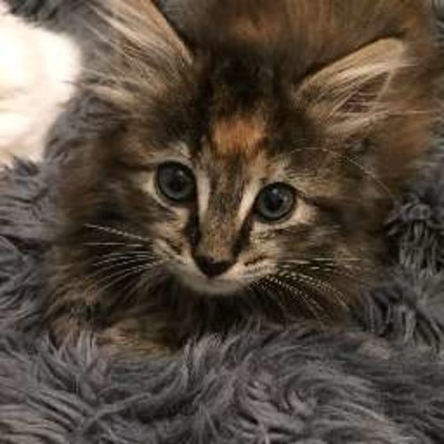 Photo of Henrietta ^^Dandy Cat Rescue^^