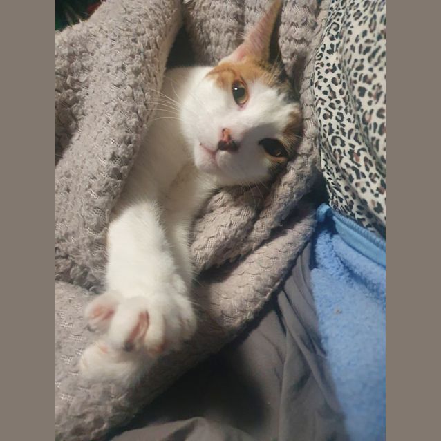 Photo of Trifle