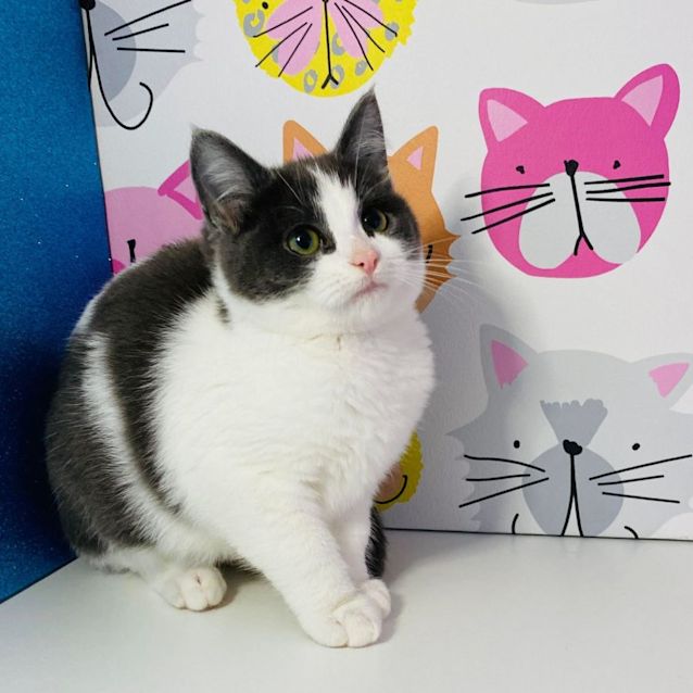 Photo of Arabella   Meet Me At Pet Stock Box Hill