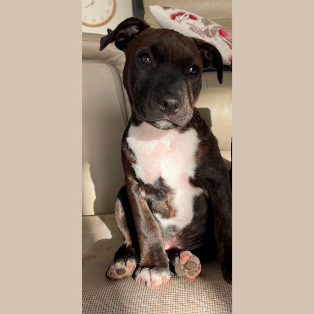Photo of Reggie   Staffy X (On Trial)