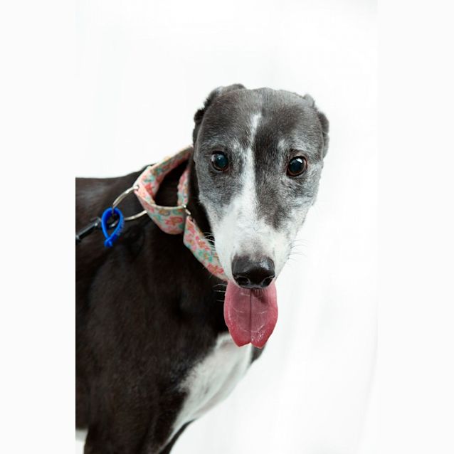Photo of Millie   9 Year Old Greyhound (On Hold)