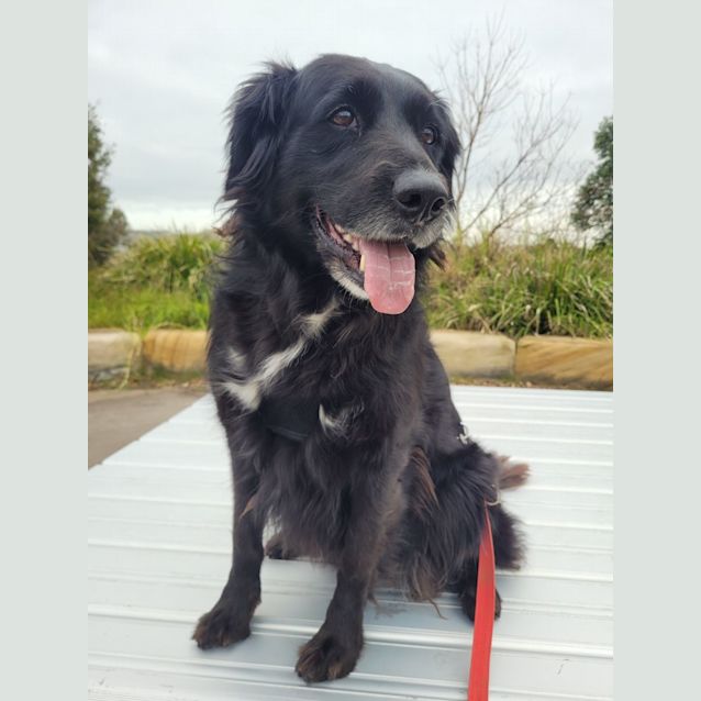 Photo of Narla ~ 7yr Old Border Collie X(on Trial 13/7/22)