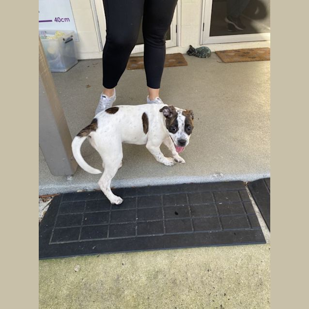 Photo of D778 Brittany