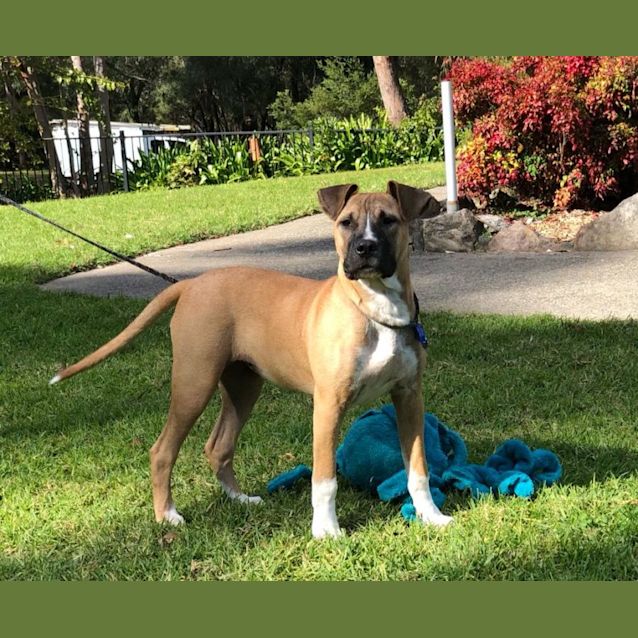 Photo of Piper ~ 6mo Boxer X(on Trial 24/7/22)