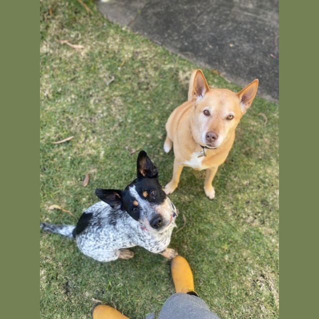 Photo of Darla ~ 1yr Old Cattle Dog X(on Trial 19/7/22)